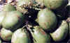 Coconuts2.jpg (79664 bytes)