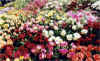 Flores na Feira