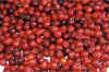 acerola.jpg (93860 bytes)