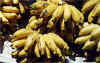 bananas.jpg (129207 bytes)