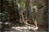 capivara33.jpg (104397 bytes)
