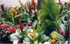 Plants at the Florist in Ipanema