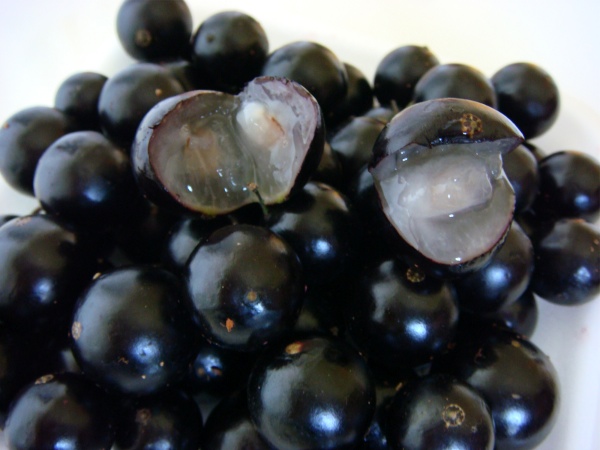 jaboticaba1