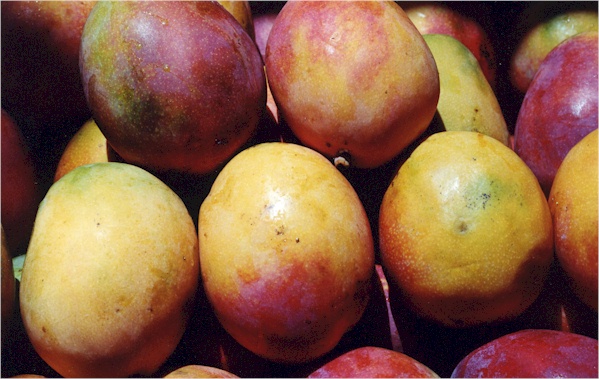 IMAGE(http://www.maria-brazil.org/newimages/mangoes.jpg)