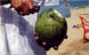 opening coconut.jpg (88640 bytes)